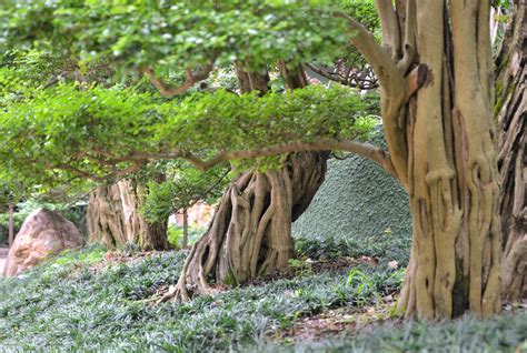 庭院樹種|庭木(植木)の代表種まとめ！どんな種類があるの？